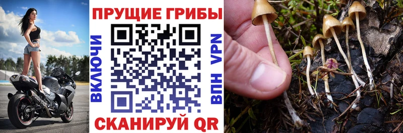 как найти закладки  Всеволожск  Псилоцибиновые грибы мухоморы 